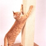 Smart Cat Scratching Post
