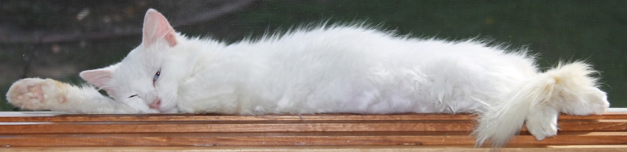 The Frolicsome Feline